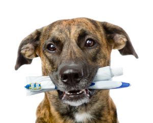dental (1)