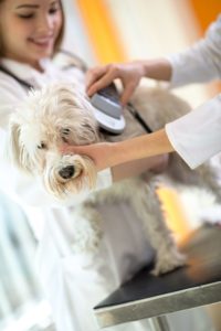 microchipping (3)