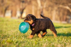rott puppy