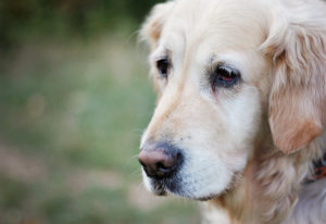 seniorgolden